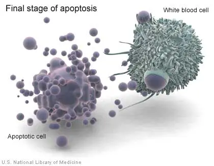 Gingko and Cancer