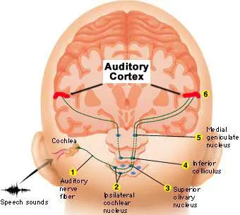 Somatic Tinnitus
