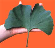 Arches Tinnitus Formula and The Good Gingko