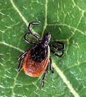 Lyme Disease, Hyperacusis & Tinnitus