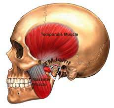 Bruxism TMJ Disorder and Tinnitus Natural Treatment for Tinnitus