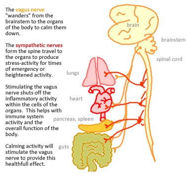drawing of vagus nerve with explanation