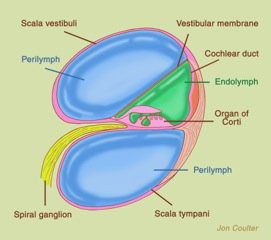 Perilymph Fistula: Vertigo, Ear Fullness and Tinnitus