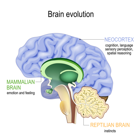 cross section of human brain's mammalian and reptilian areas 